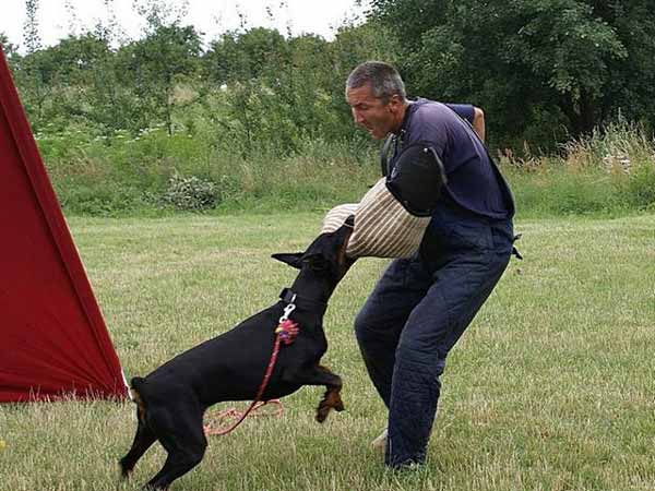 European Doberman Flavia Flaviana Tromelin