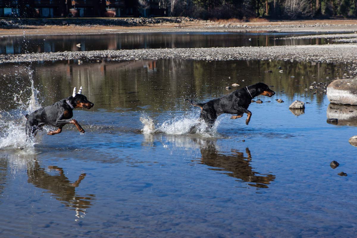 8 months old in Tahoe