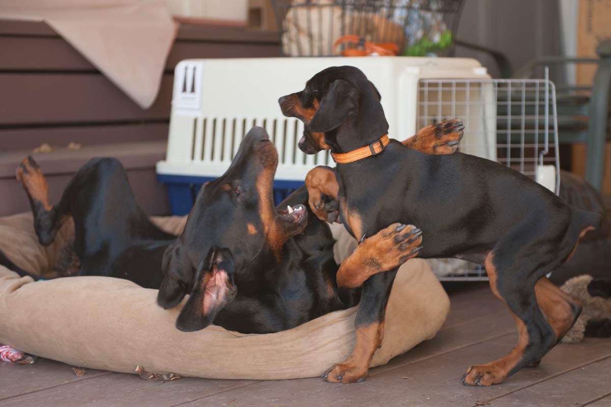 2 months old Nitro playing with Argo