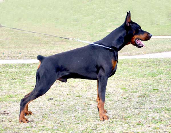 European Doberman Oscar z Padoku