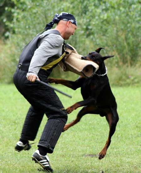 European Doberman Yacheeros Dero Descaro