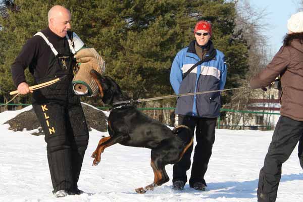 Working doberman Yacheero's Pando Pandero