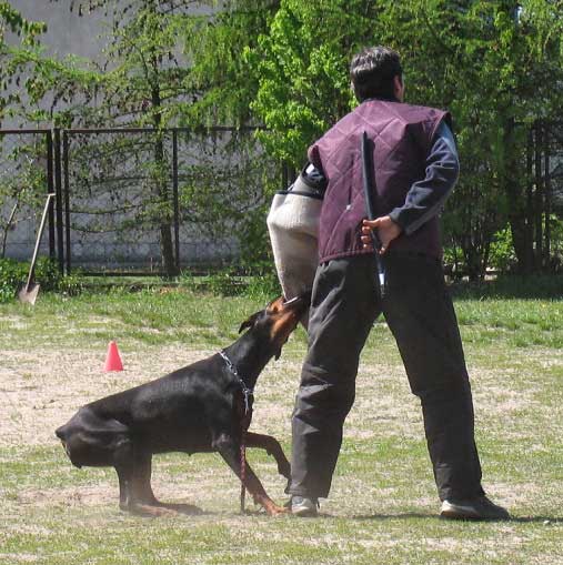 European Doberman IPO Ak-Yar Raya