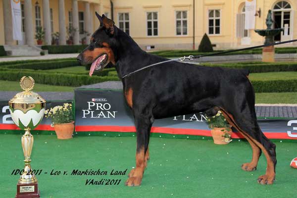 Doberman champion Leo vom Markischen Land