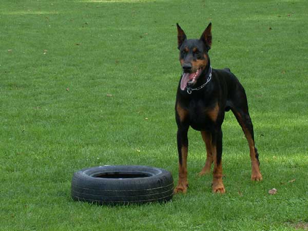 Doberman Leo vom Markischen Land