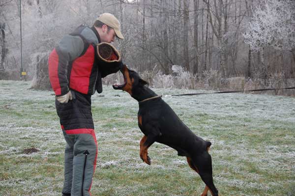 IPO Doberman Leo vom Markischen Land