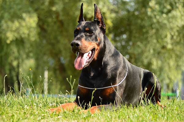 Doberman champion Oscar z Padoku