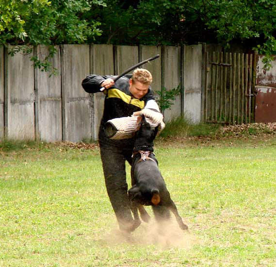 Doberman ZTP Oscar z Padoku